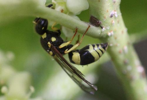 Réf. 305 796 : Ancistrocerus sp.